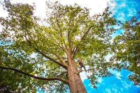 How Our Tree Care Process Works  in  Ball Ground, GA