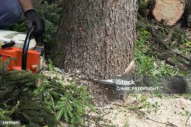 Best Lot and Land Clearing  in Ball Ground, GA