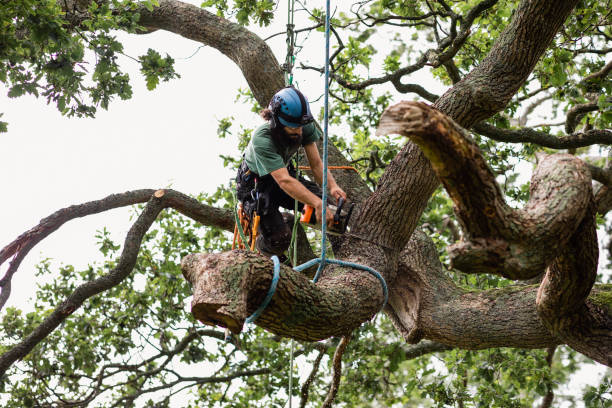 Best Palm Tree Trimming  in Ball Ground, GA