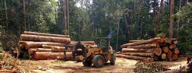 Best Tree Risk Assessment  in Ball Ground, GA