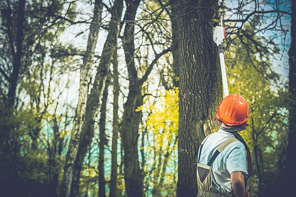 Reliable Ball Ground, GA Tree Care Solutions